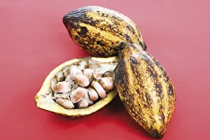 Deserted Cocoa Tree Prints: Cocoa plants