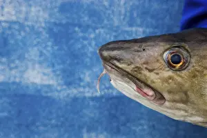 Wild Animal Images Free Prints: Cod on blue background