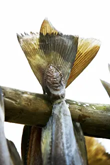 Prints of Cod drying on rack Atlantic Cod Prints: Cod Drying on Rack Print