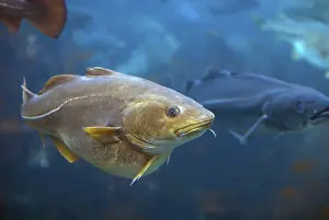 Prints of Cod (Gadus morhua) Atlantic Cod Prints: Cod (Gadus morhua) Print - Atlantic Cod Species