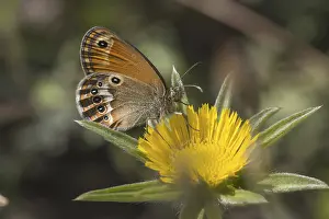 Camouflaged Butterflies Prints: Coenonympha elbana