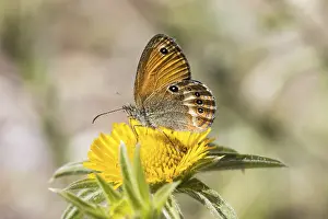 Butterfly Mimicry And Deception Prints: Coenonympha elbana