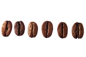Coffee Beans Close Up Prints: Coffee beans in a row