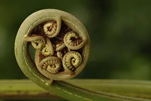 Botany Nature Photography Prints: Coiled Frond (Pteridopsida)