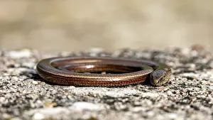 Slowworm Prints: A Coiled Western Slow Worm Print - Anguis fragilis
