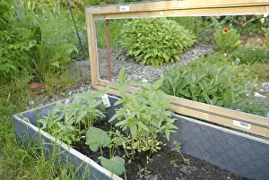 Cold Frame Gardening Prints: Cold frame