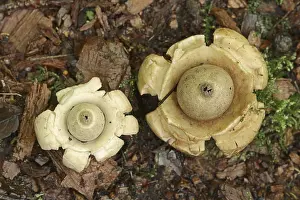 Europe Botany Images Prints: Collared earthstar (Geastrum triplex)