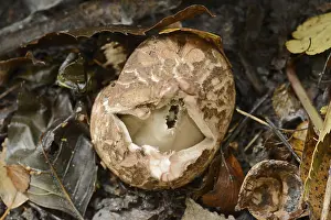 Geastrum Triplex Prints: Collared earthstar (Geastrum triplex)
