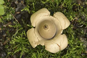 German Botany Images Prints: Collared earthstar (Geastrum triplex)