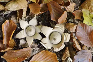 Geastrum Triplex Prints: Collared earthstar (Geastrum triplex)