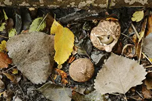 Uninhabited Forest Germany Prints: Collared earthstar (Geastrum triplex)