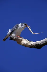 Foraging Birds In The Wild Prints: Collared Pygmy Falcon