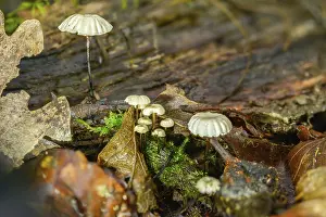 Images Dated 11th September 2024: Collared Swindle Print, a photograph of Marasmius rotula mushrooms