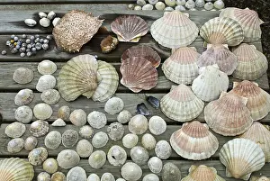 Conch Prints: Collection of Shells Print