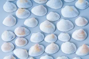 Light Blue Background Prints: A collection of white sea shells arranged in a pattern on a light blue background