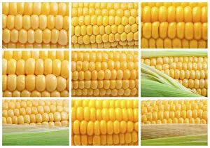 Empty Plate Desserts Prints: Collection of yellow corn