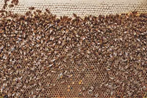 Wildlife Photography Bees Prints: Colony of bees. Beekeeper working in apiary