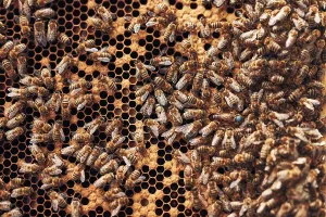 Beekeeping Hobby Prints: Colony of bees. Beekeeper working in apiary
