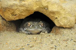 Animals In The Wild No People Present Prints: Colorado River Toad