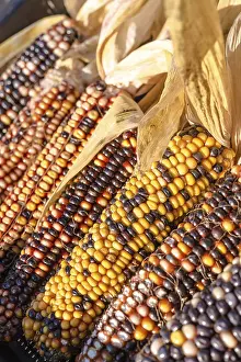 Agricultural Crop Prints: Colorful corn