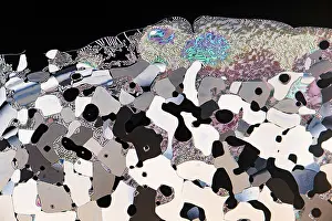 Scientific Research Equipment Prints: A colorful display of liquid crystals under a microscope