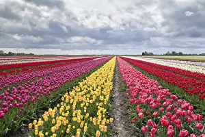 Heralds Of Spring Prints: Many colorful tulips on fields during spring
