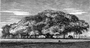 Deciduous Tree Illustration Prints: The colossal Multiplying, sacred fig tree