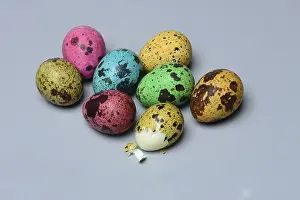 Coloured Quail Eggs Prints: Coloured quail eggs, Easter eggs, Germany