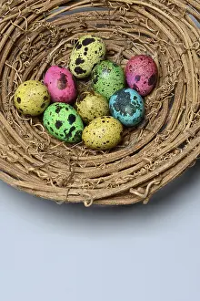 Animal Behaviour Prints: Coloured quail eggs in nest, Easter eggs