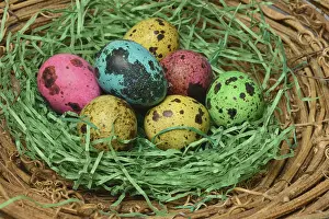 Coloured Quail Eggs Prints: Coloured quail eggs in nest, Easter eggs