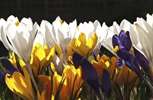 First Day Of Spring Bloomers Prints: The colourful arrival of Spring