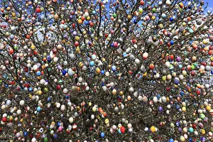 Multicoloured Easter Eggs Prints: Many colourful Easter eggs on a tree