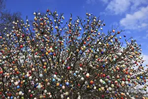 Multicoloured Easter Eggs Prints: Many colourful Easter eggs on a tree
