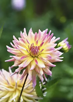 Images Dated 16th September 2024: Colourful Dahlia Print