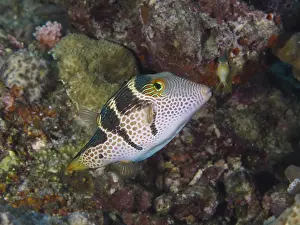 Images Dated 1st August 2024: Saddle-spotted Pufferfish Print
