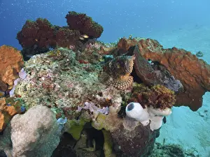 Images Dated 29th July 2024: Bali Reef Print featuring a Camouflaged Scorpionfish