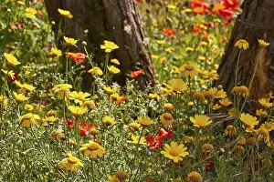 Aeolian Islands Landscape Prints: Colourful spring meadow, trees