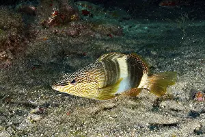 Prints of A colourfully patterned scribe wrasse (Serranus scriba) hovering above the seabed, surrounded by rocks and seaweed, at the Pasito Blanco Reef dive site, Arguineguin, Gran Canaria, Spain Wrasse Prints: Colourfully Patterned Scribe Wrasse Print, Atlantic Ocean