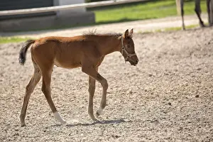Horse Looking At Camera Prints: Colt in the meadow