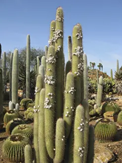 Columnar Cactus Prints: Columnar cacti and spherical cacti
