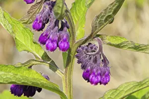 Empty Landscape With Plants Prints: Comfrey, comfrey 14