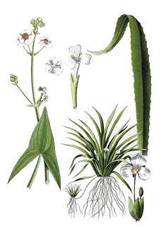 Digitally Restored Botany Images Prints: Common arrowhead also arrow leaf
