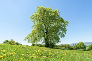 European Beech Blossom Prints: Common beech (Fagus sylvatica)