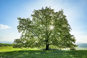 Backlight Shot Prints: Common beech (Fagus sylvatica)