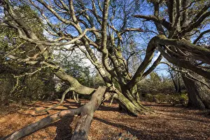 European Beech Fagus Sylvatica Prints: Common beech (Fagus sylvatica)