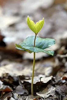European Beech Seedling Prints: Common beech (Fagus sylvatica)