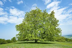 Fagus Sylvatica Image Prints: Common beech (Fagus sylvatica)