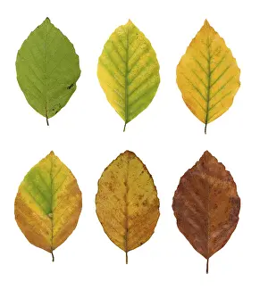 Autumn Mood Prints: Common beech (Fagus sylvatica)