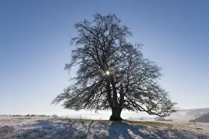 Blue Sky Winter Landscape Prints: Common beech (Fagus sylvatica)