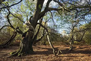 Protected Area Europe Prints: Common beech (Fagus sylvatica)